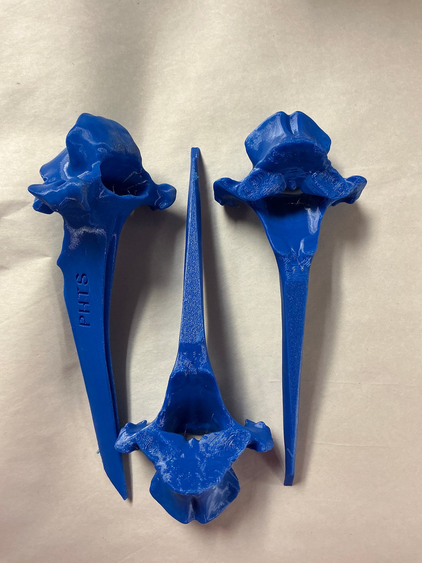 Blue Vertebrae Bone-synthetic material