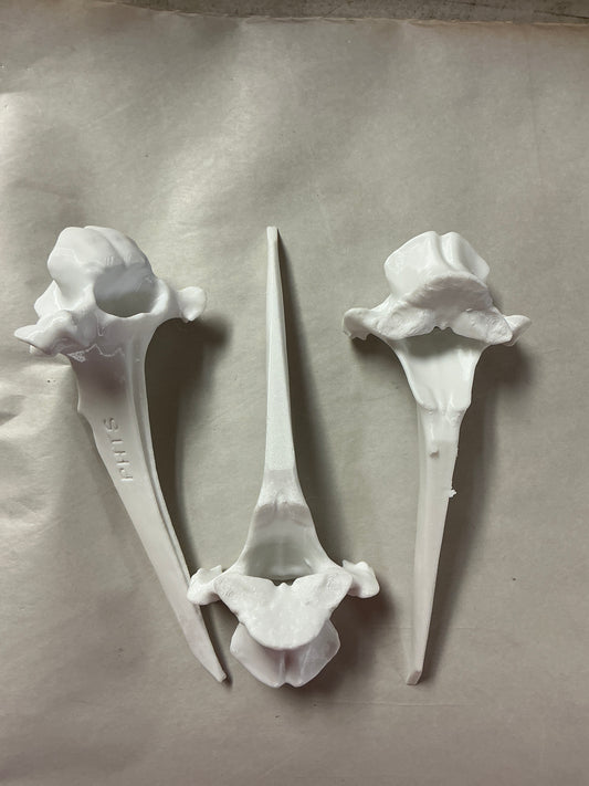 White Vertebrae Bone-synthetic material