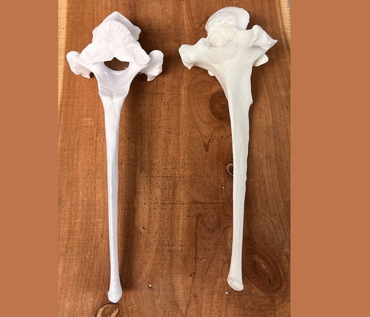 Synthetic Beef Vertebrae Bone